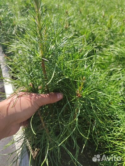 Сеянцы сосны обыкновенной зкс в розницу