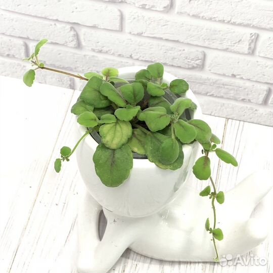 Редкие растения