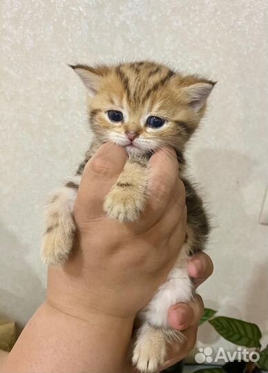 Шотландские котята