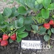 Земляника Мармолада