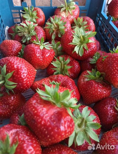 Рассада клубники Гигантелла окс