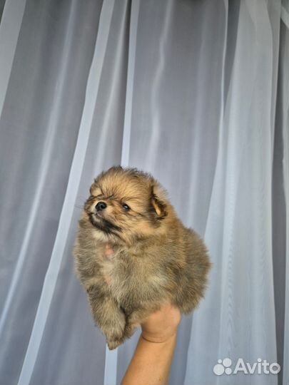 Померанский шпиц