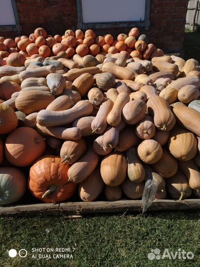 Тыква кормовая