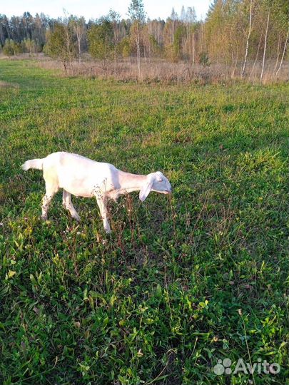 Нубийские козы