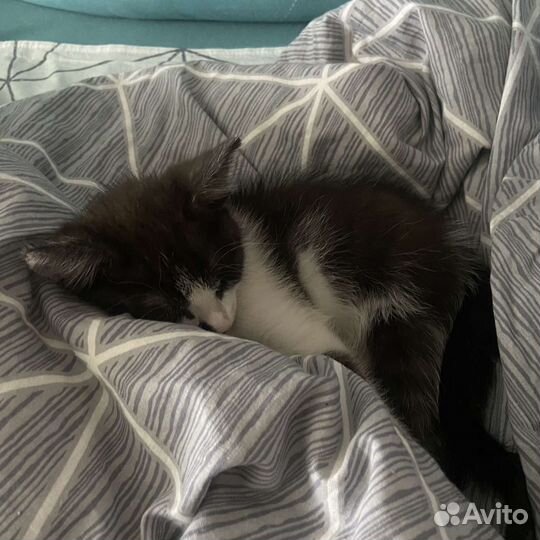 Котенок в добрые руки