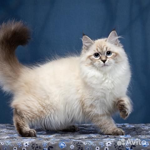 Невские маскарадные любимцы