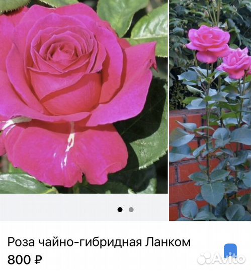 Розы.Саженцы