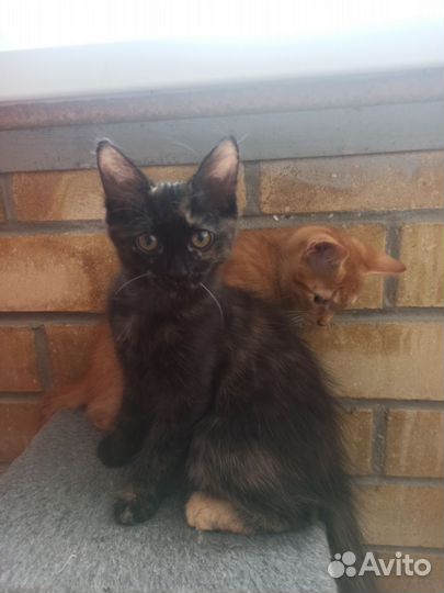 Отдаëм котят