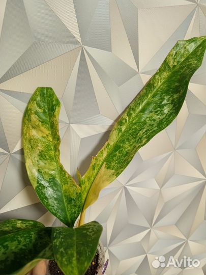 Аглаонема New hybrids variegated (Тай)