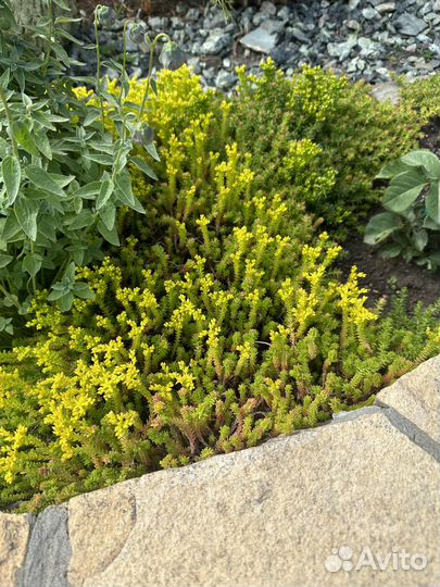 Молодило,Очитки