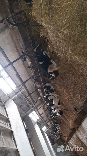 Бычки на откорм и телочки