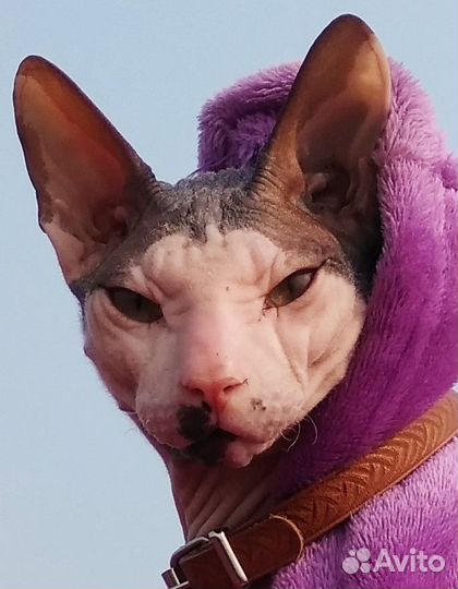 Кот для вязки сфинкс