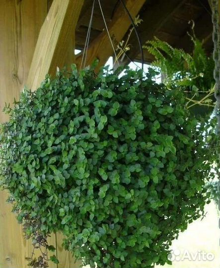 Правильное место для выращивания