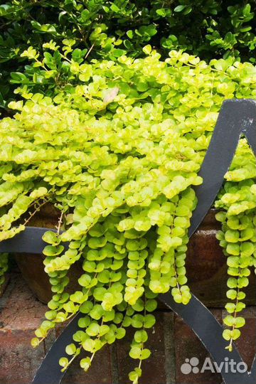 Вербейник монетчатый саженцы