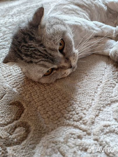 Шотландская кошка
