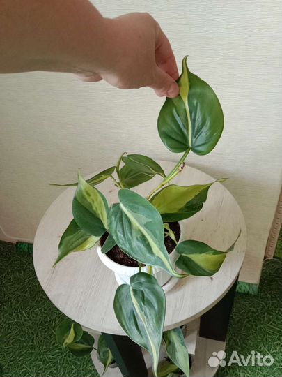 Комнатные растения