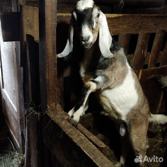 Англо нубийские козлята