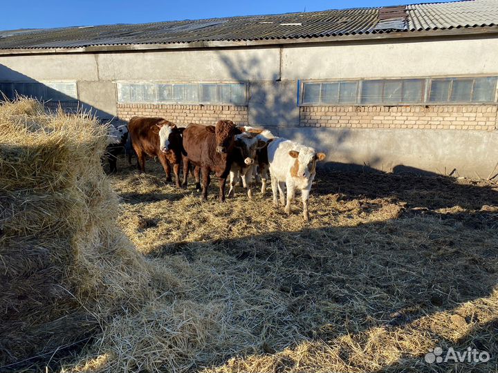 Продам телят