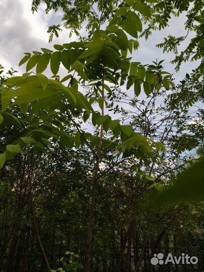 Орех маньчжурский возраст от2 до 6 лет