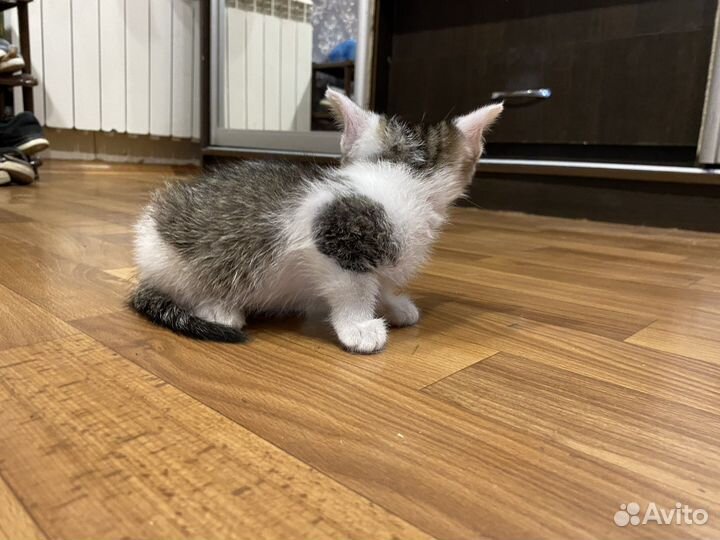 Кошка