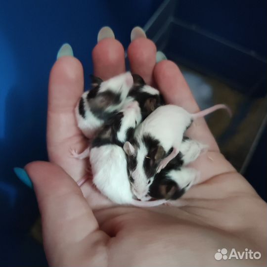 Японская карликовая бамбуковая мышь