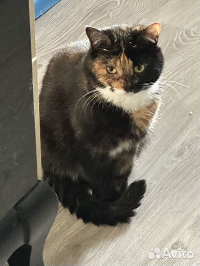 Кошечка Машенька
