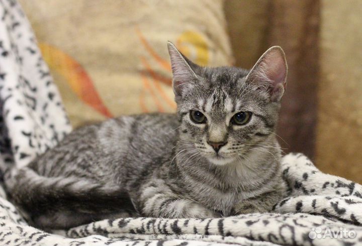 Котенок красивый