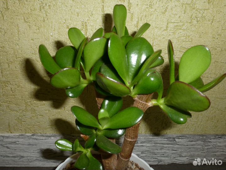 Денежное дерево толстянка