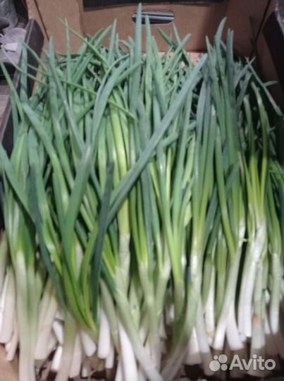 Лук зеленый продаю
