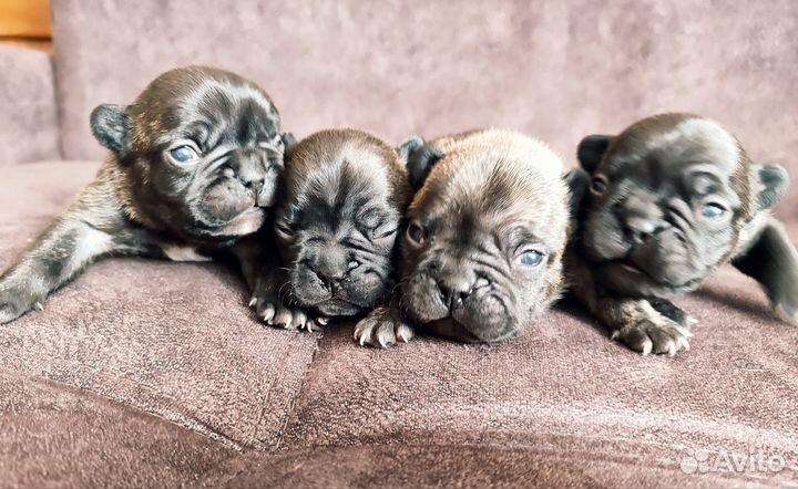 Щенки французского бульдога