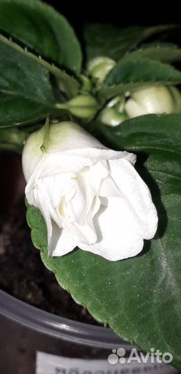 Бальзамины махровые (Ванька мокрый)