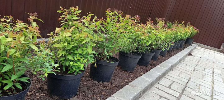 Спирея японская, серая Грефшейм