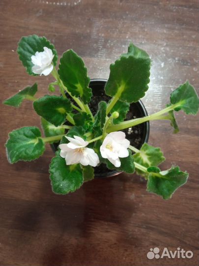 Цветущие молодые фиалки