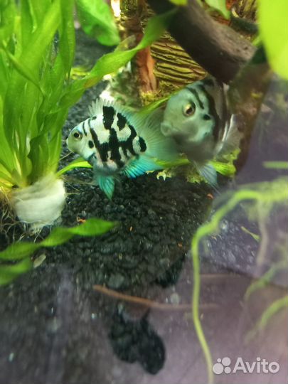 Сапфировые попугаи. Сомики супер ред анцитрус