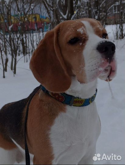 Выгул собак