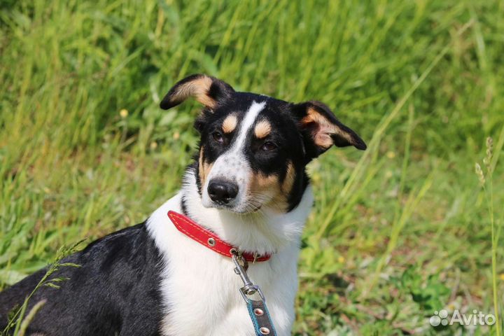 Трехцветный щенок, 6 месяцев