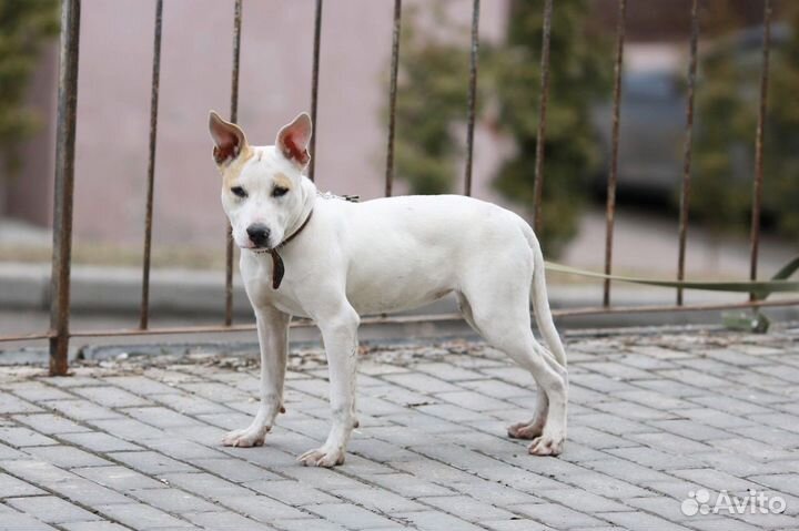 Метис стафа