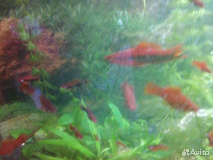 Рыба меченосцы