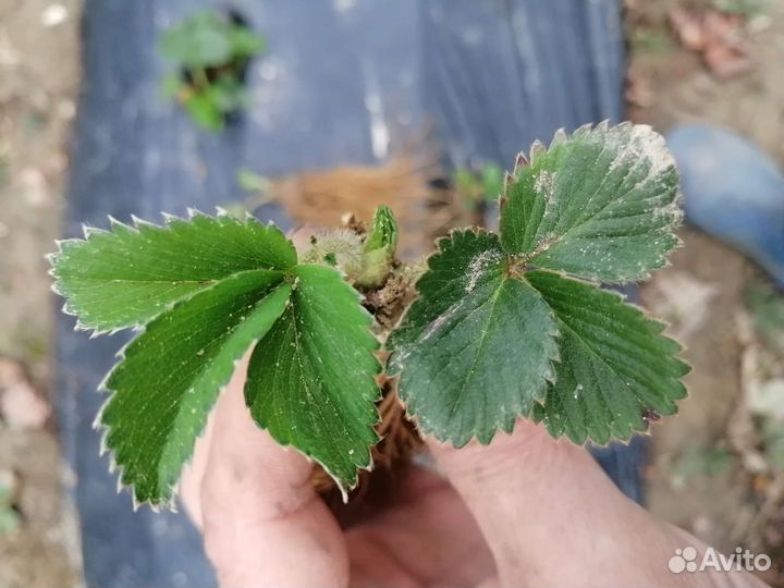 Рассада клубники джоли