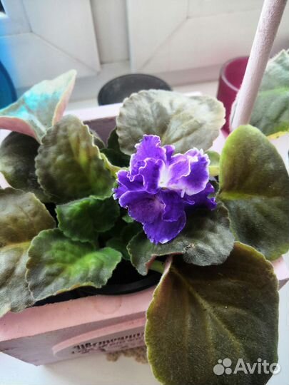 Комнатные цветы