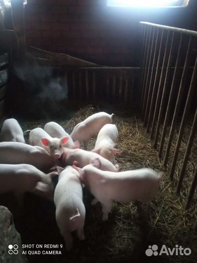 Поросята ландрас