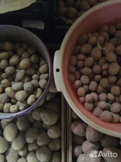 Картофель мелкий