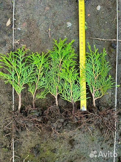 Туя Западная Смарагд саженцы