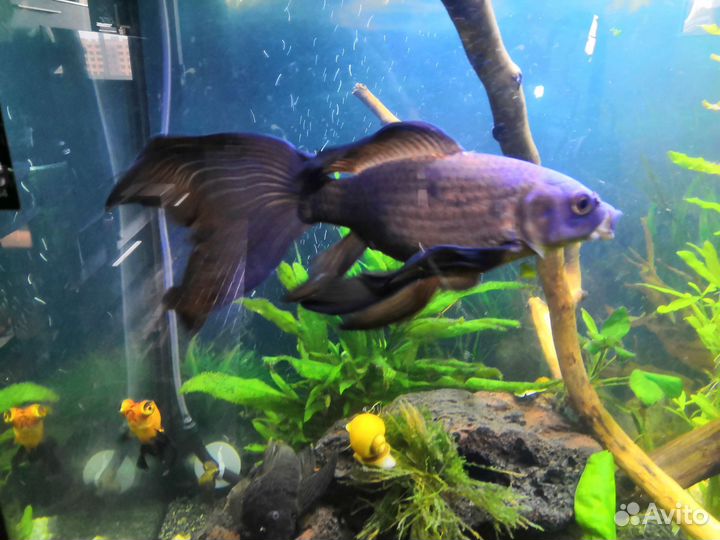 Золотая рыбка комета вуалевая