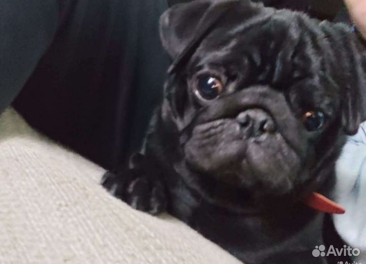 Вязка собак