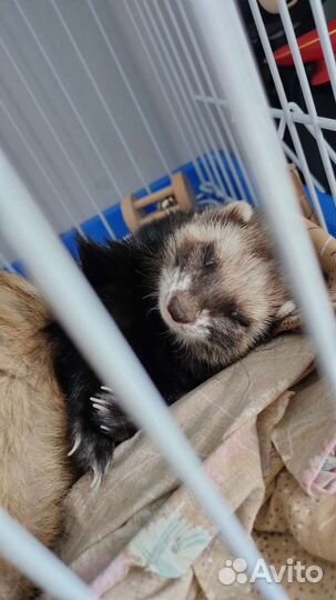 Хорек с клеткой