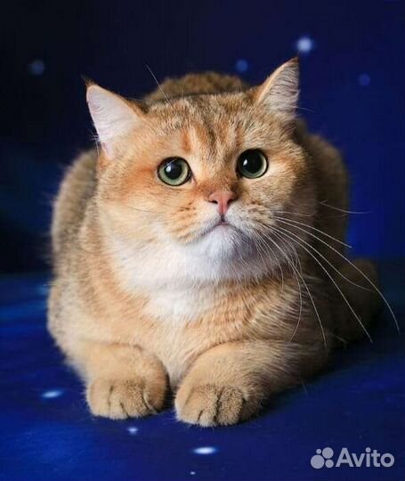 Кот на вязку