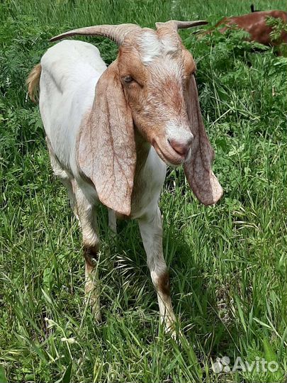 Козы Камори процентные