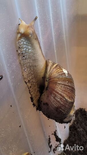 Улитки ахатины