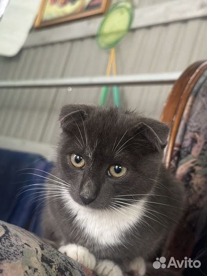 Вислоухие котята в добрые руки